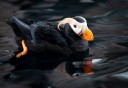 Photo of Kenai Fjords Tufted Puffin